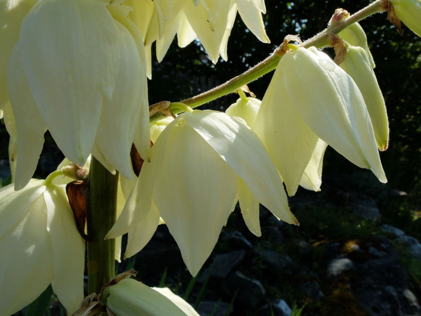 Yucca Filamentosa Virginiapalmelilje The Arboretum And Botanical