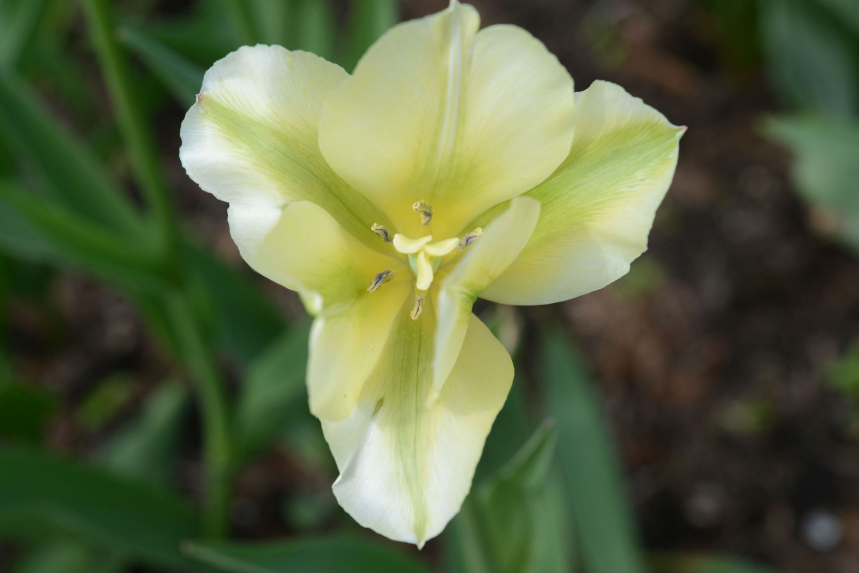 Tulipa (Gruppe 8 Group) 'Spring Green'