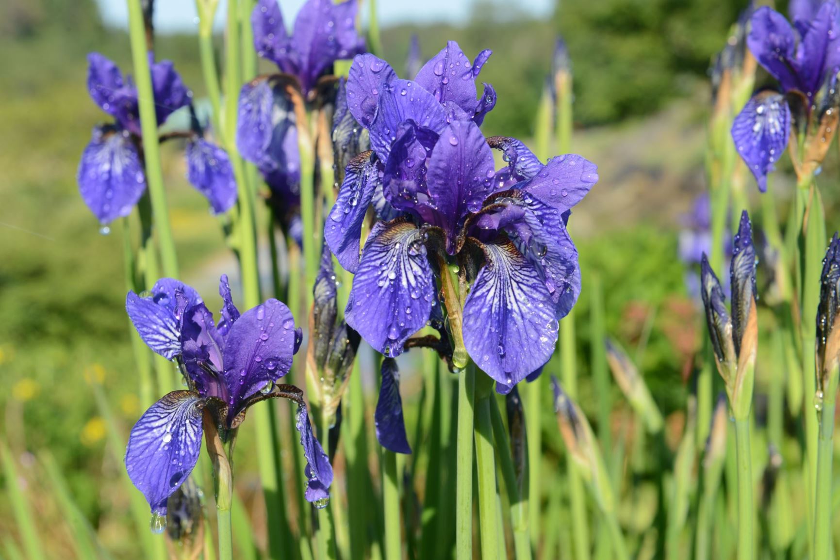 Iris germanica 'Patina'