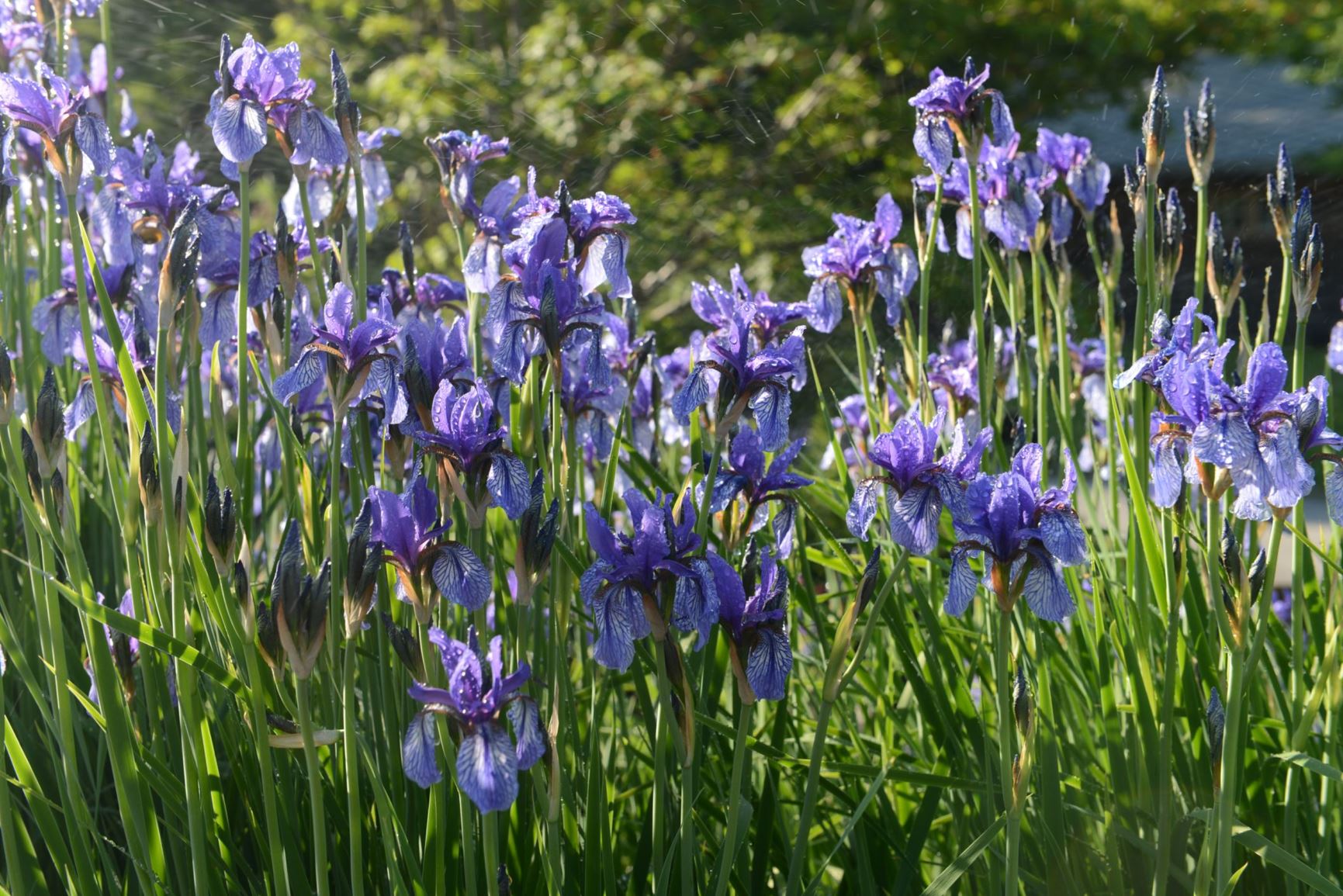 Iris sikkimensis