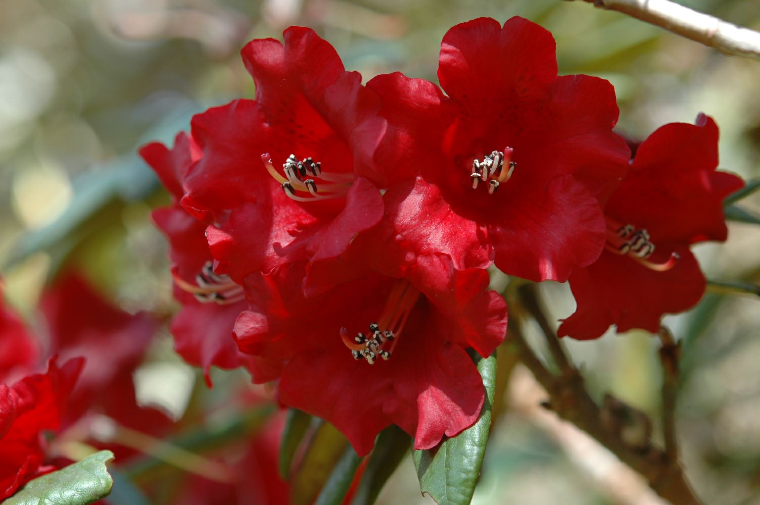 Rhododendron microgynum
