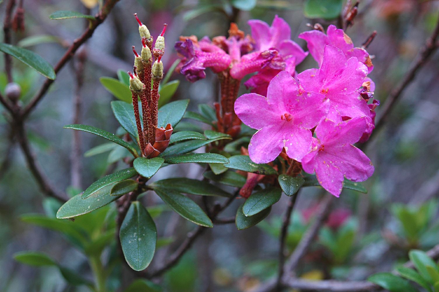 Rhododendron ×intermedium 'Milderubin'