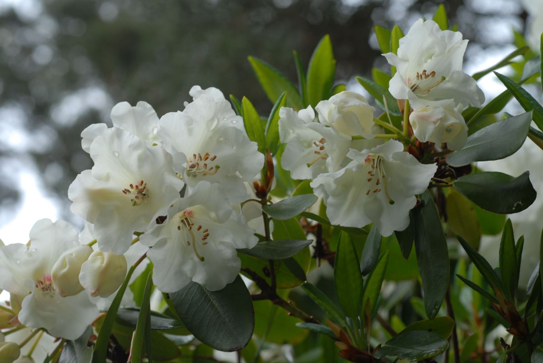 Rhododendron 'Maid of Norway'
