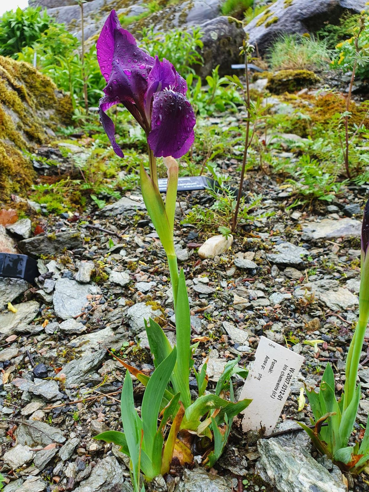 Iris chamaeiris (cf.)