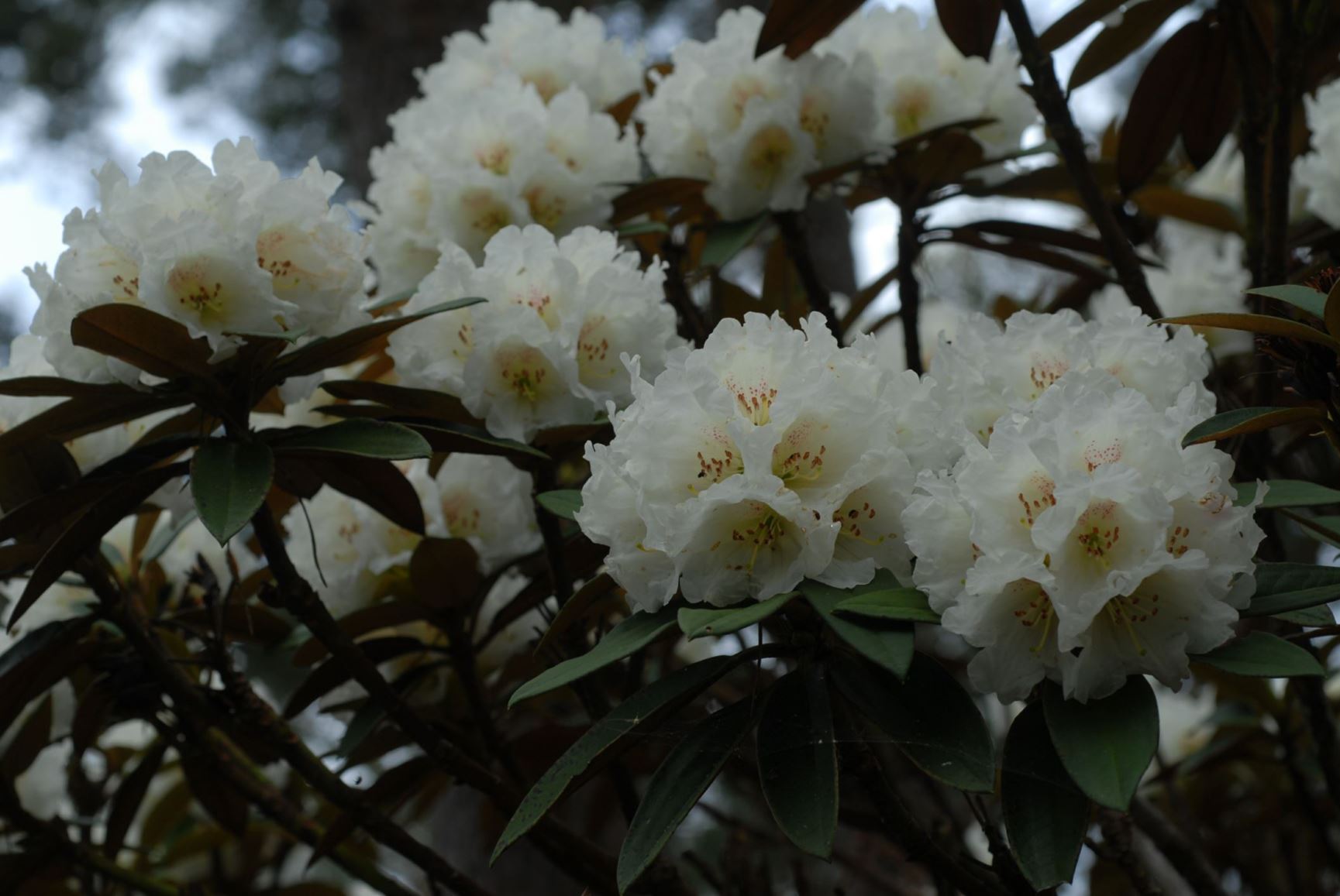 Rhododendron taliense
