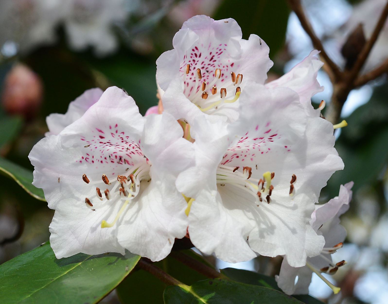 Rhododendron wallichii 'Heftii'