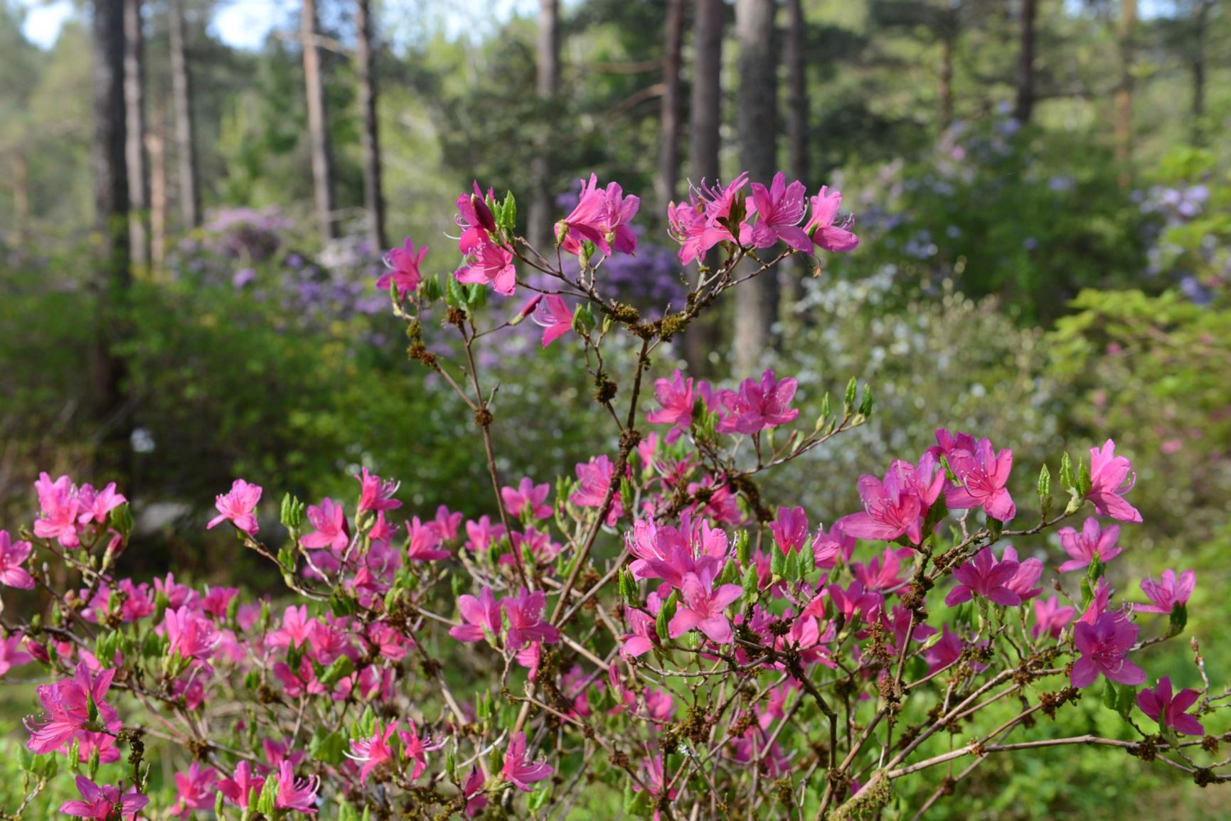 Rhododendron nudipes var. lagopus