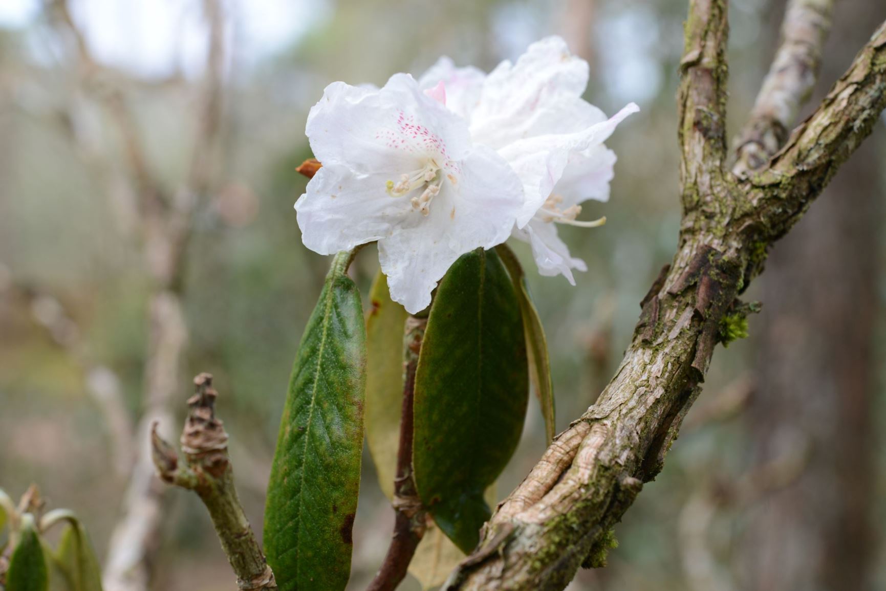 Rhododendron nigroglandulosum