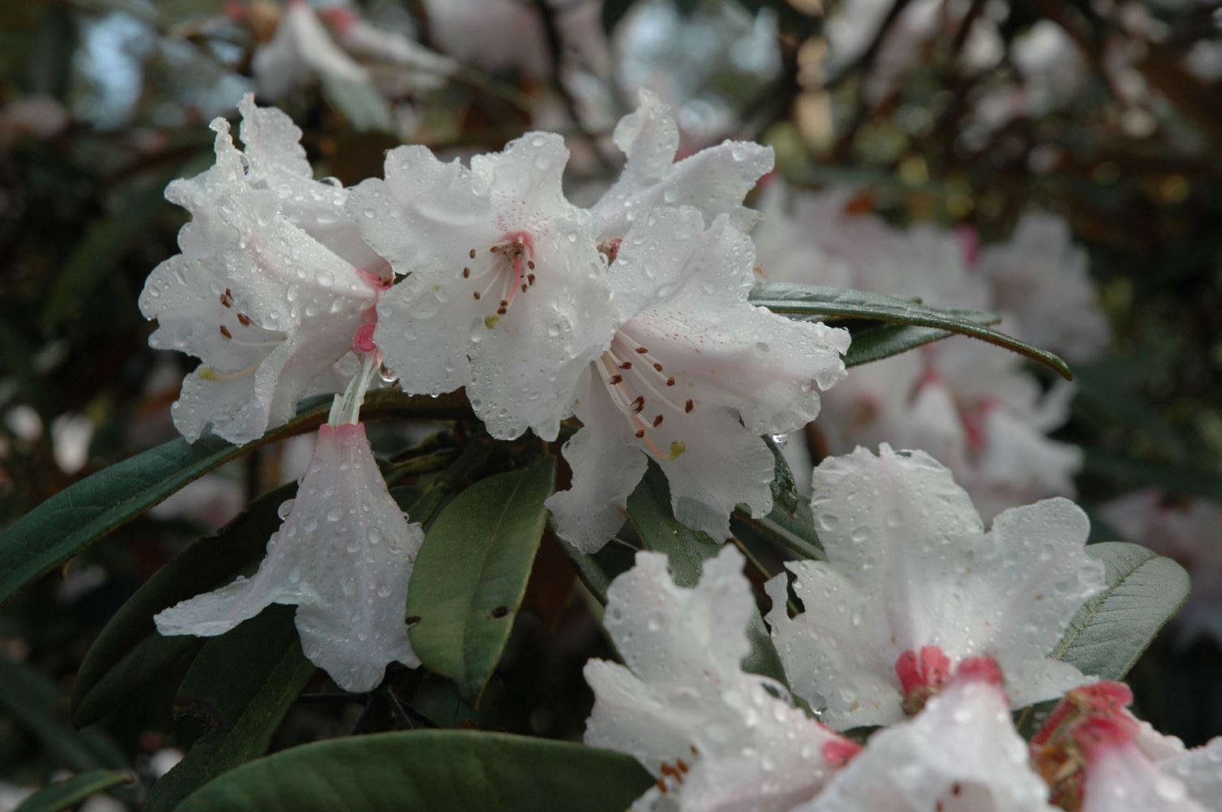 Rhododendron elegantulum