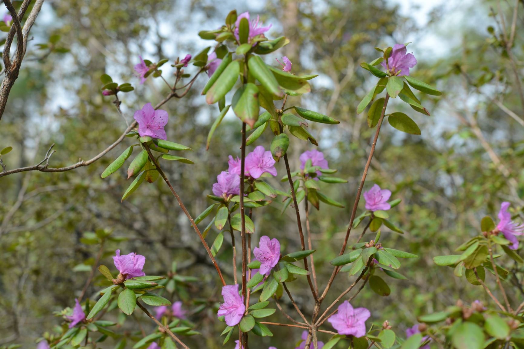 Rhododendron dauricum - Vinterrhododendron