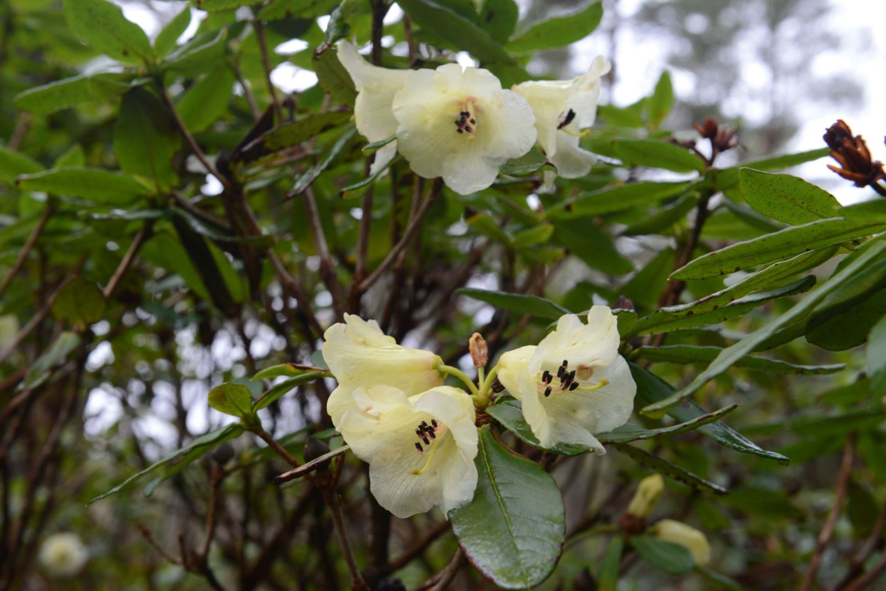 Rhododendron temenium var. gilvum