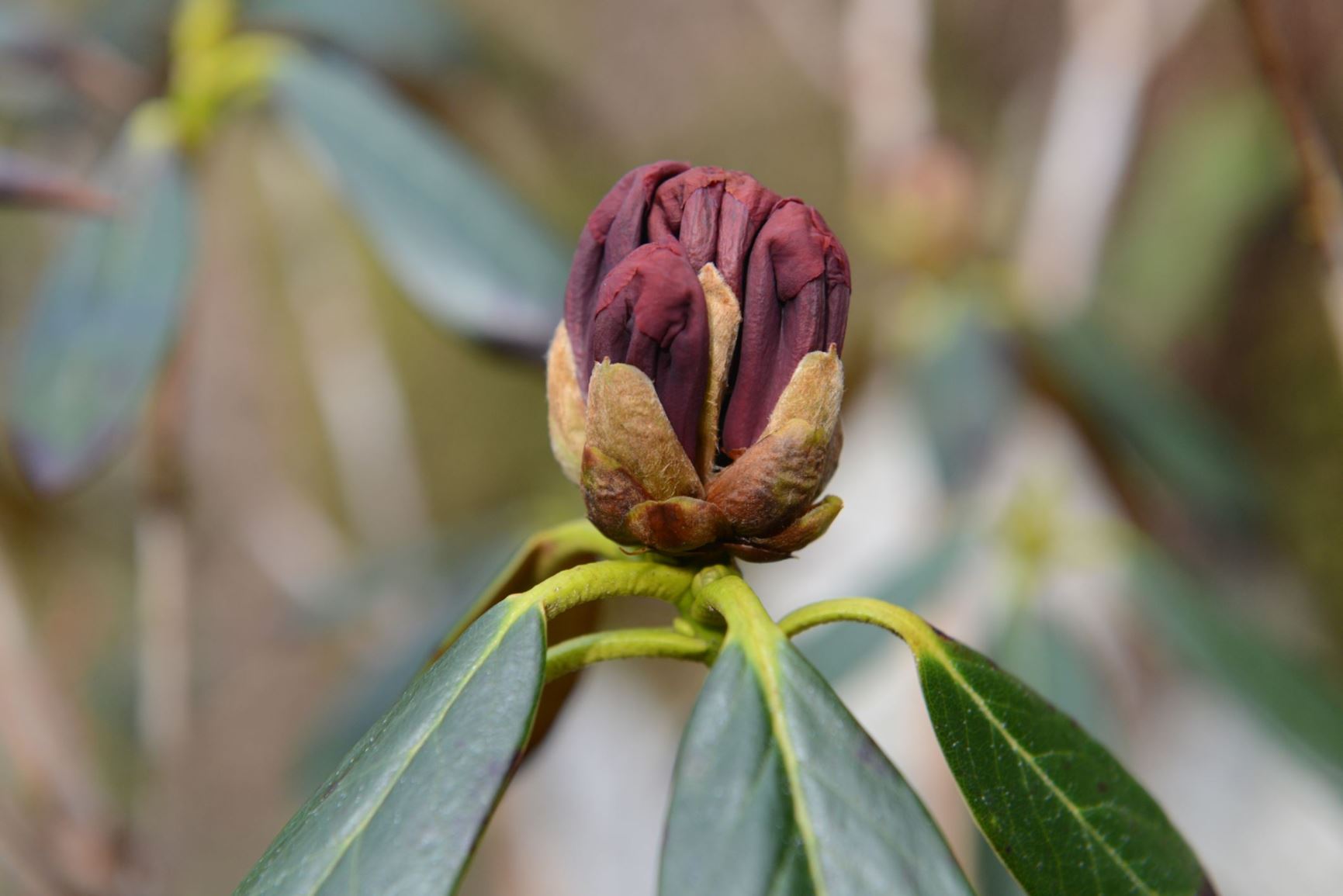 Rhododendron pocophorum