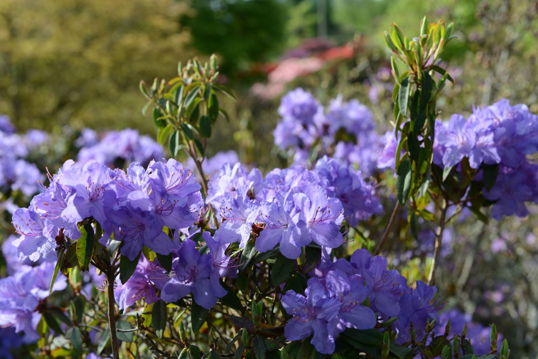 Rhododendron 'St. Breward'