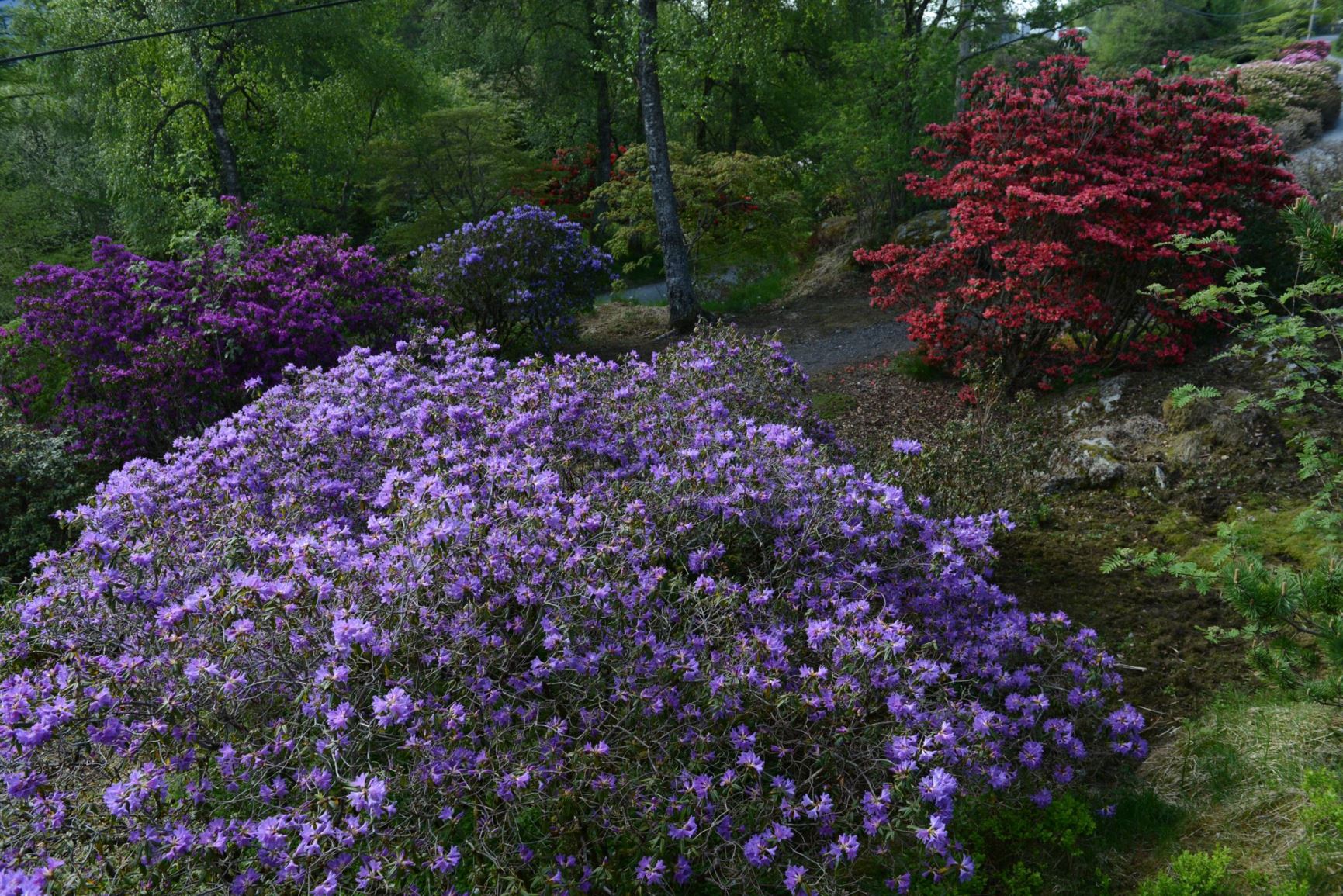 Rhododendron 'Russautinii'