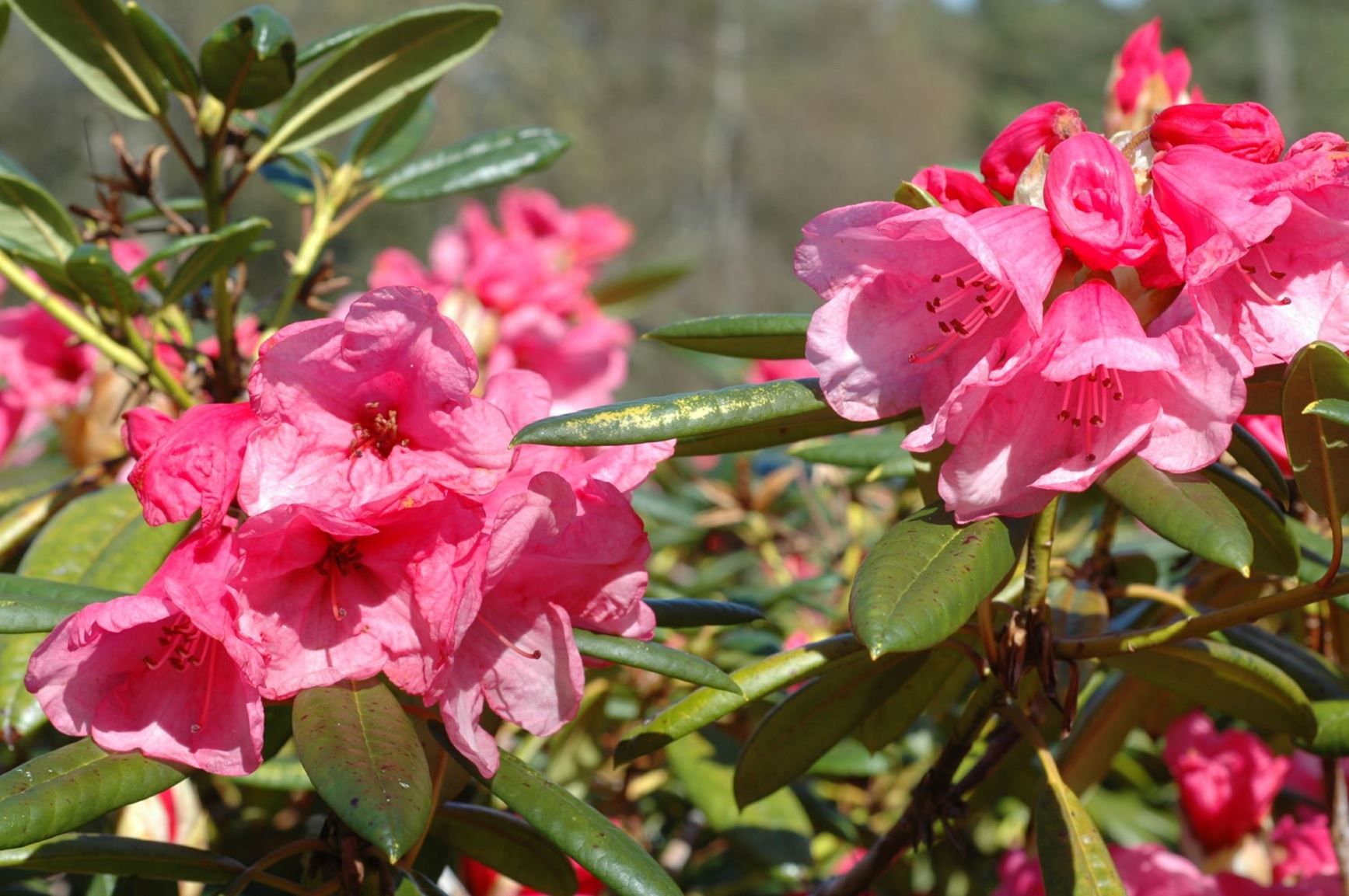 Rhododendron 'Woodcock'