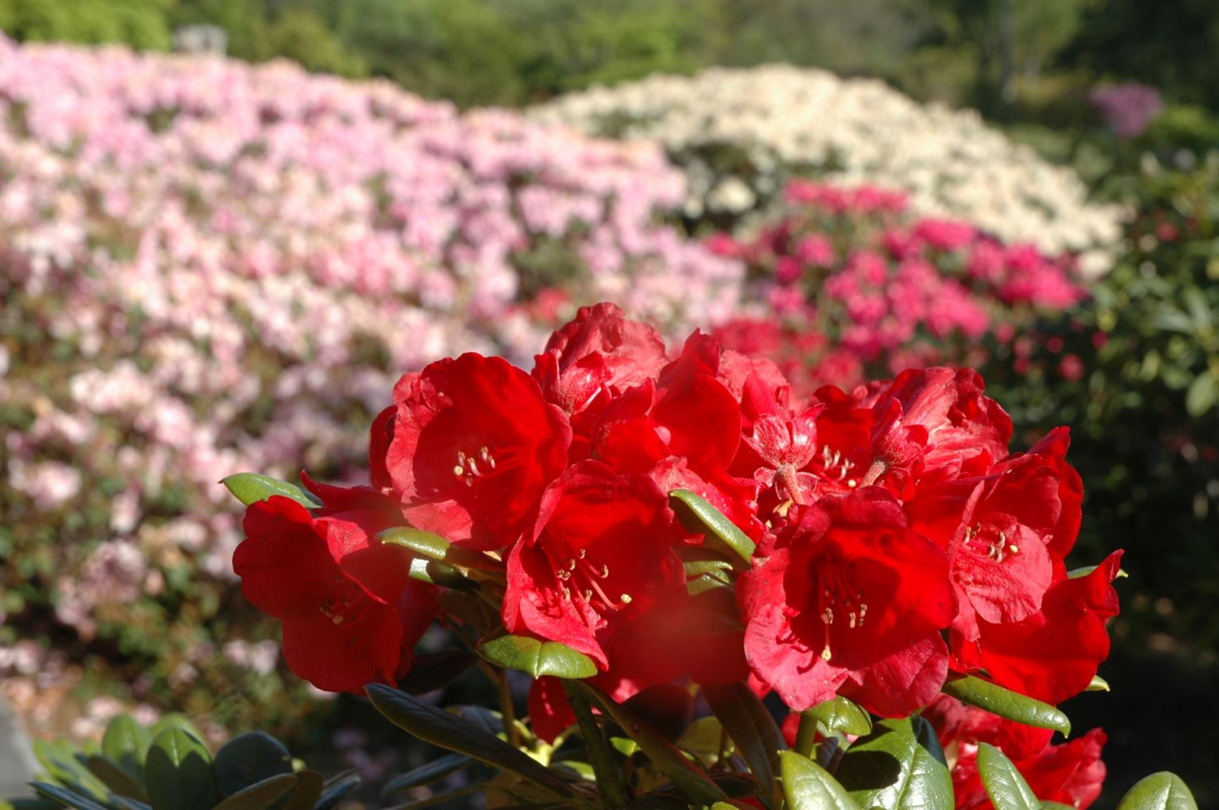Rhododendron 'Crimson Pippin'