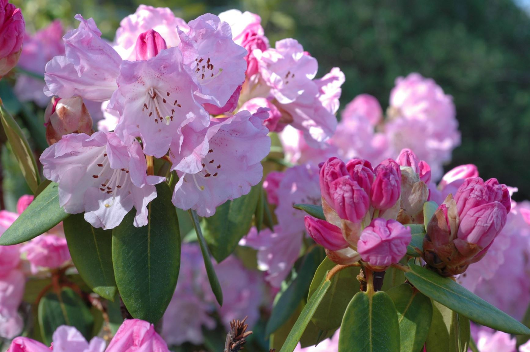 Rhododendron 'Fritz C. Rieber'