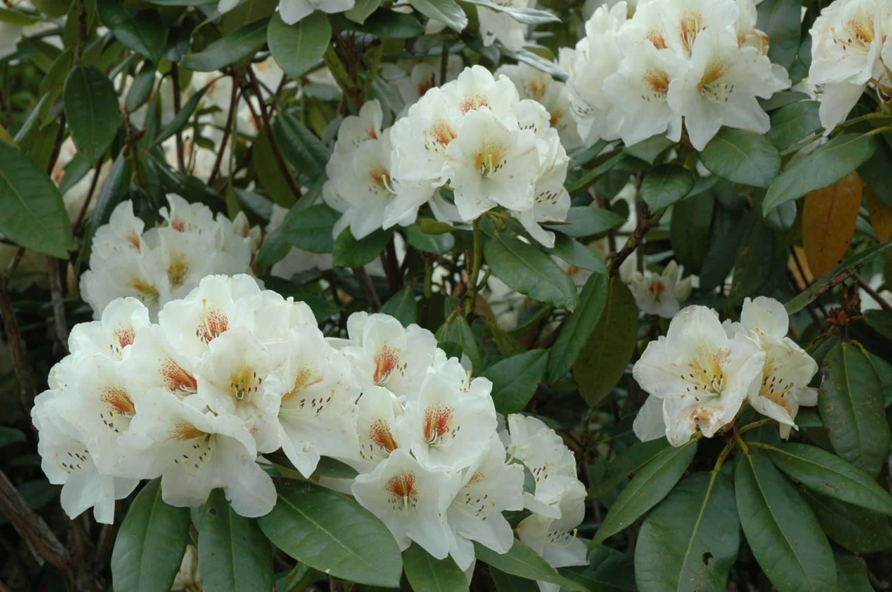 Rhododendron 'Phyllis Korn'
