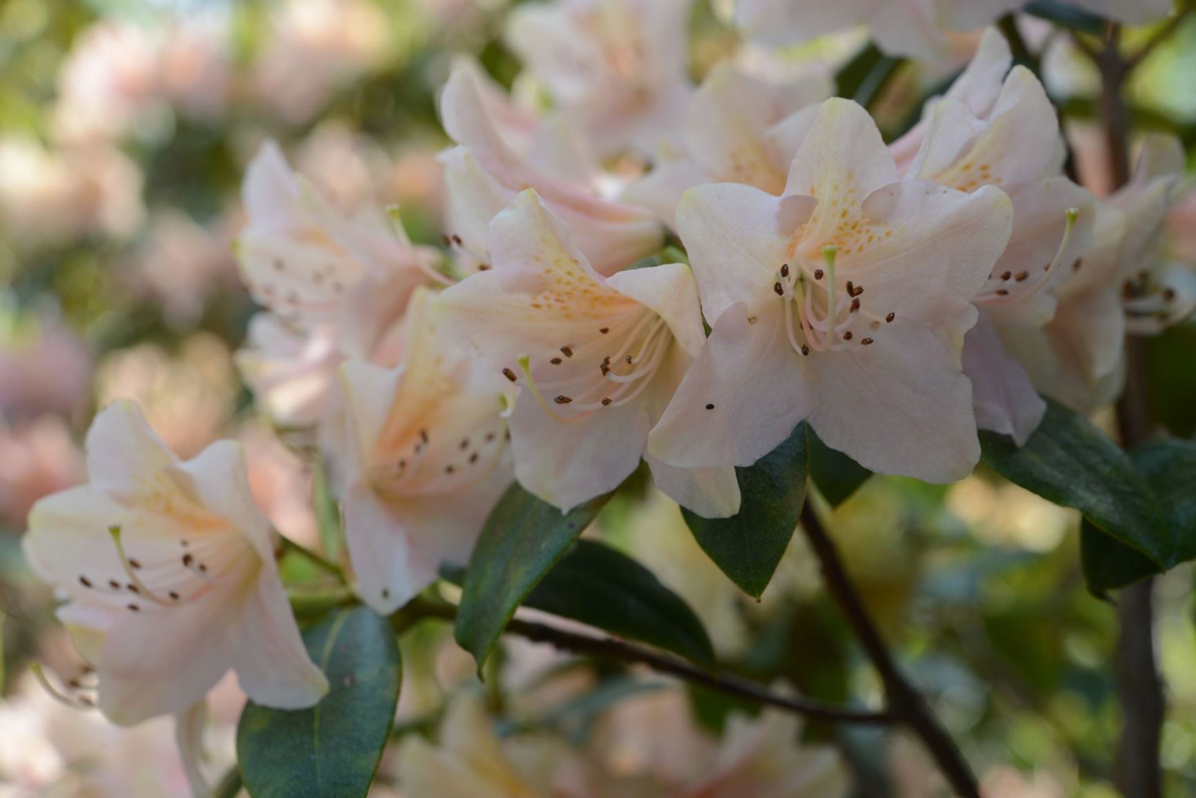Rhododendron 'Hachmann's Medley'