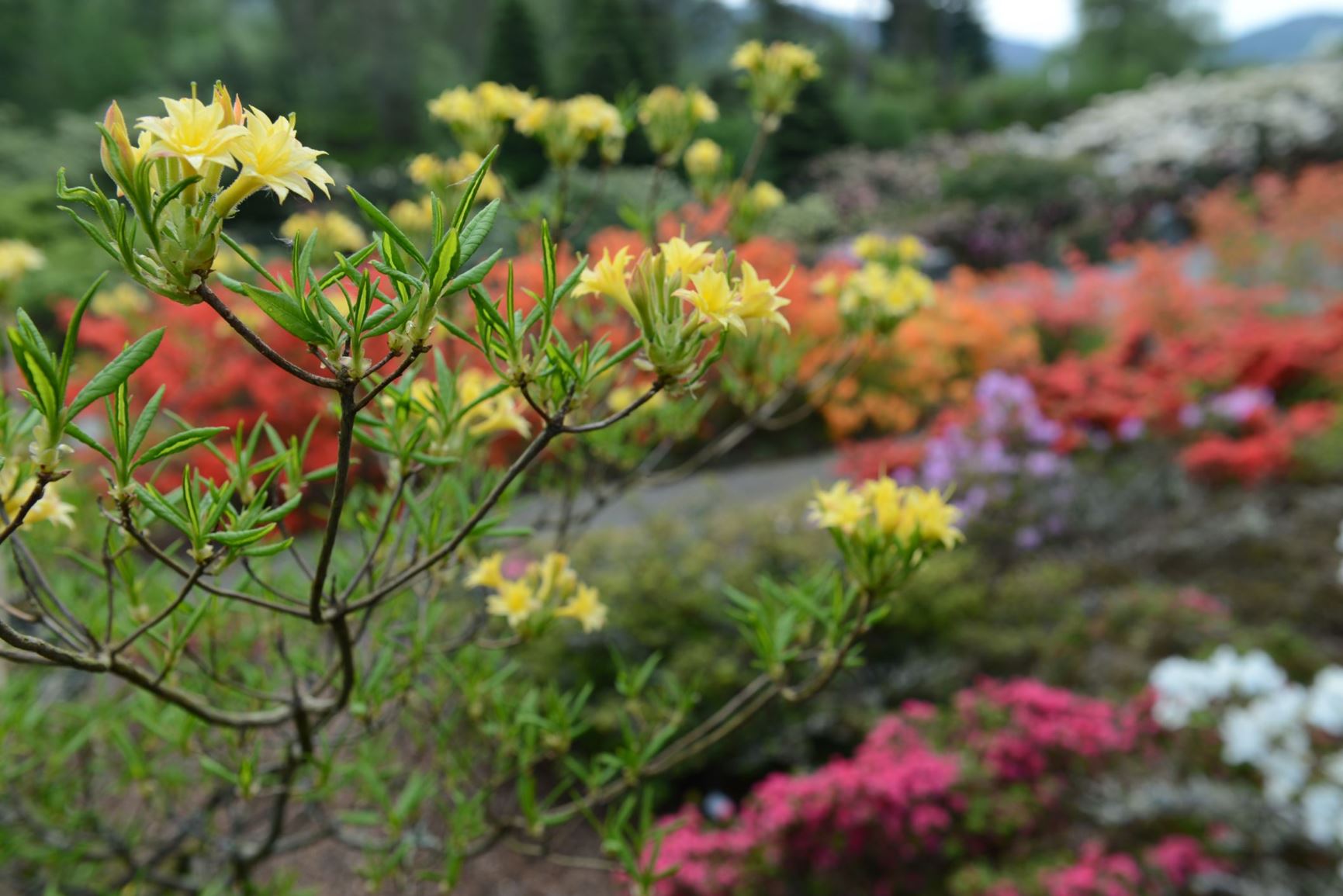 Rhododendron 'Narcissiflorum'