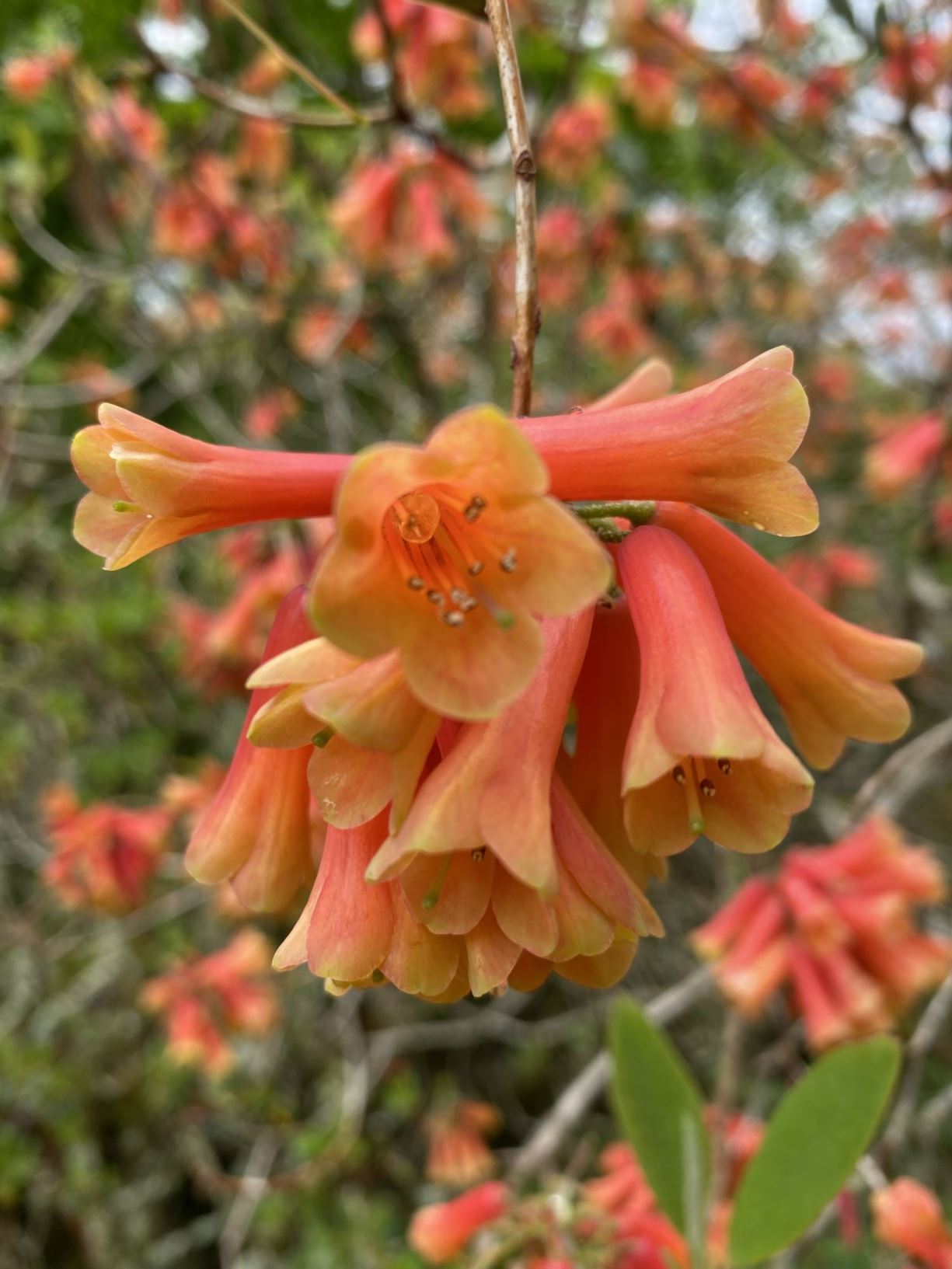 Rhododendron cinnabarinum × keysii 'Cinnkeys'