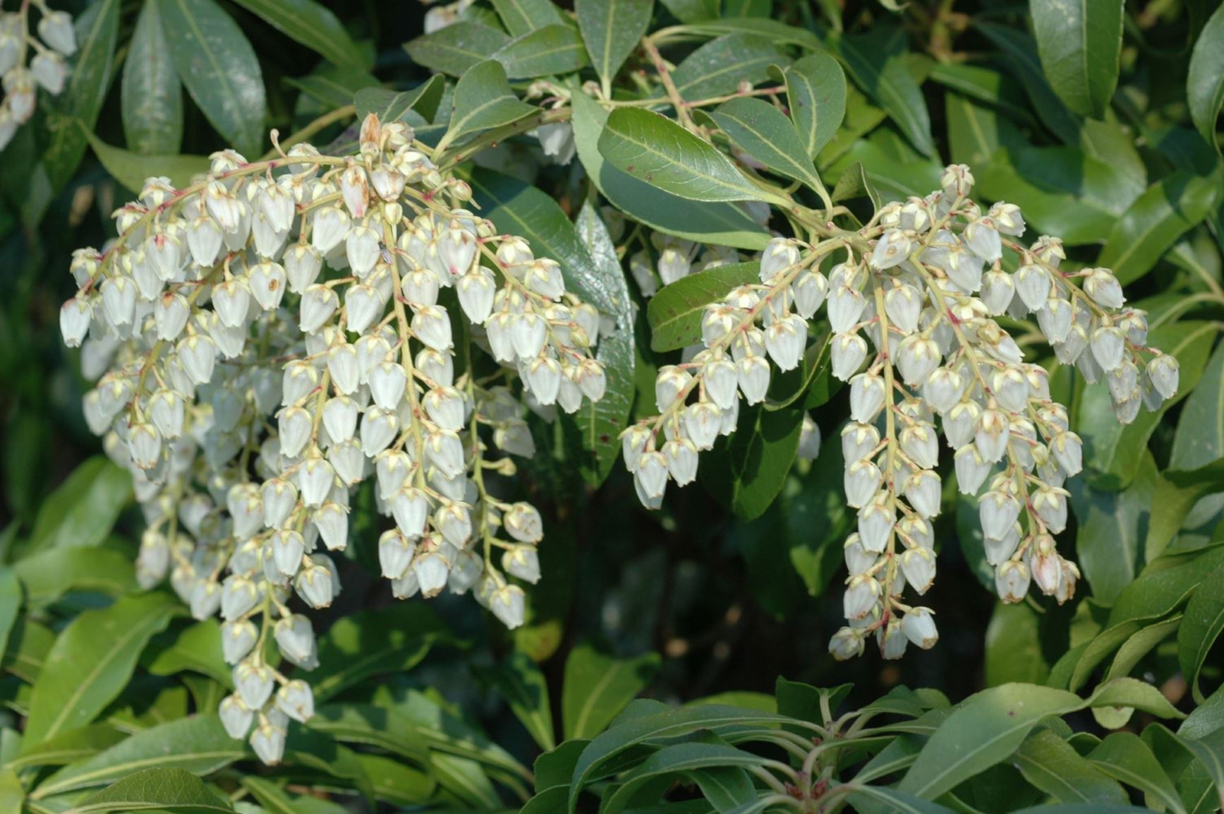 Pieris japonica 'White Cascade'