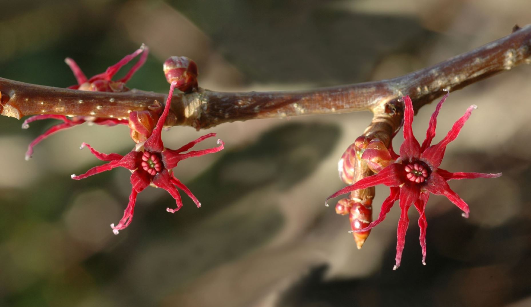 Disanthus cercidifolius - Hjerteglød