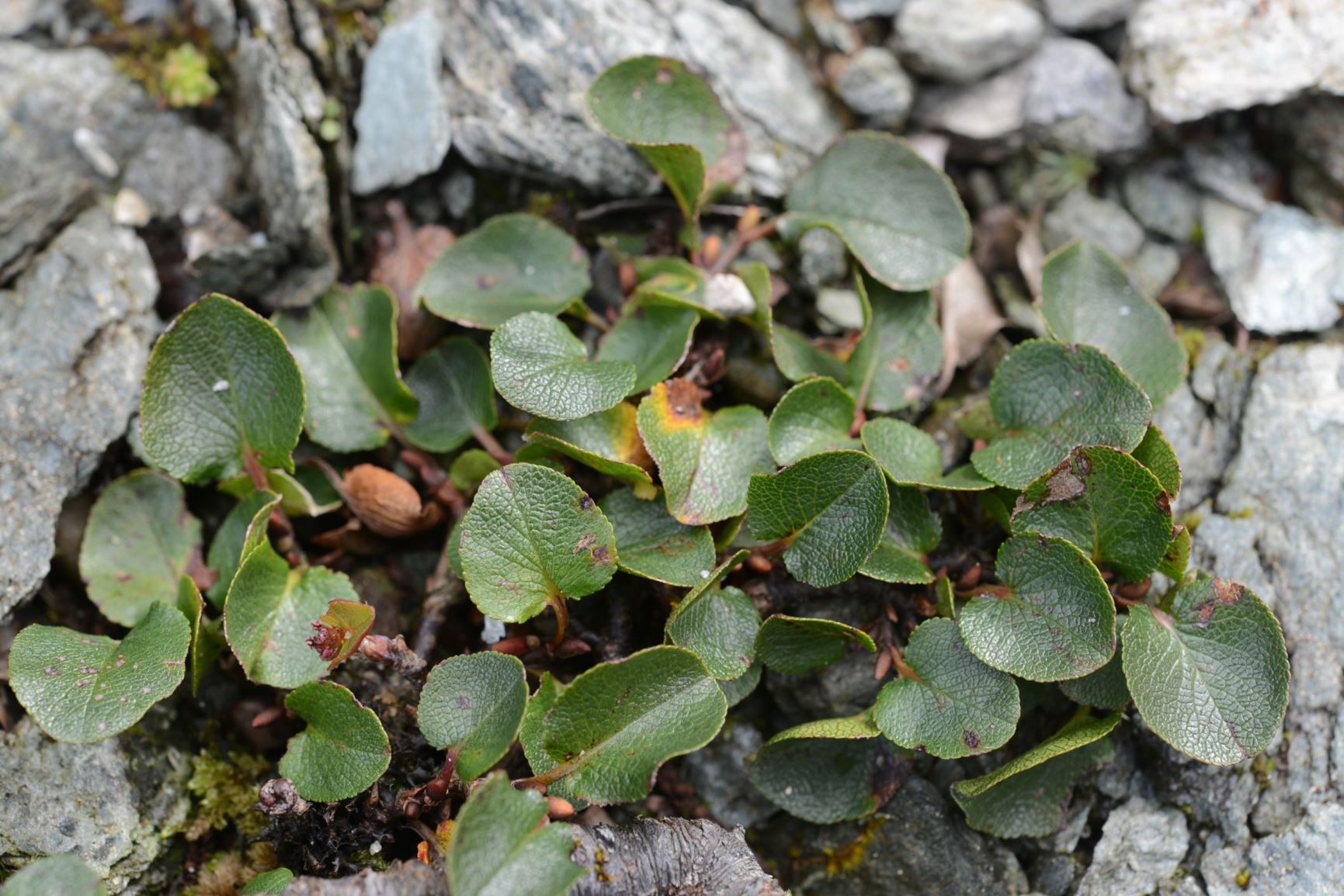 Salix herbacea - Musøre