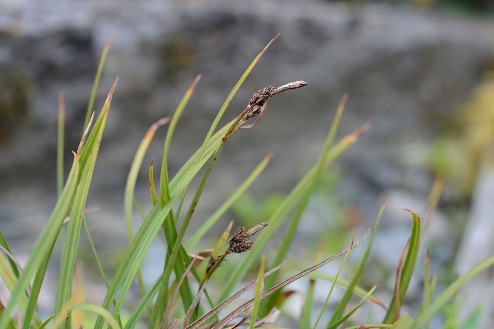 Carex bigelowii - Stivstarr