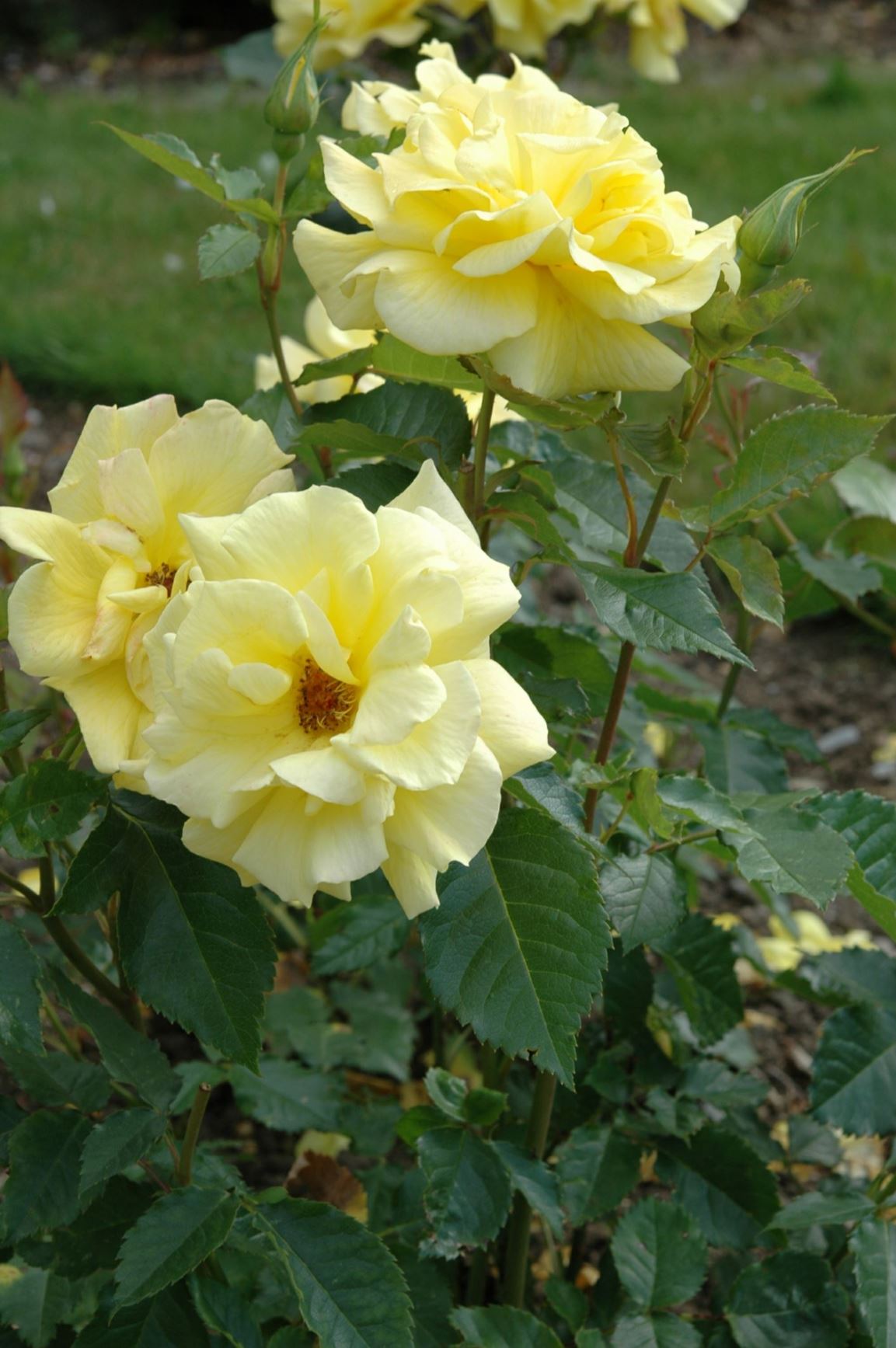 Rosa (Floribunda (F) Group) 'Friesia' - 'Sunsprite', 'KOResia'