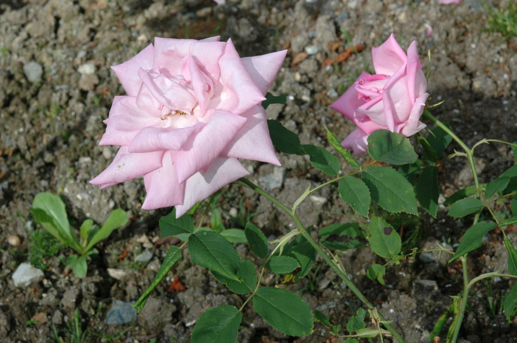 Rosa (Remontantroser (HP) Group) 'Georg Arends' - 'Fortuné Besson'