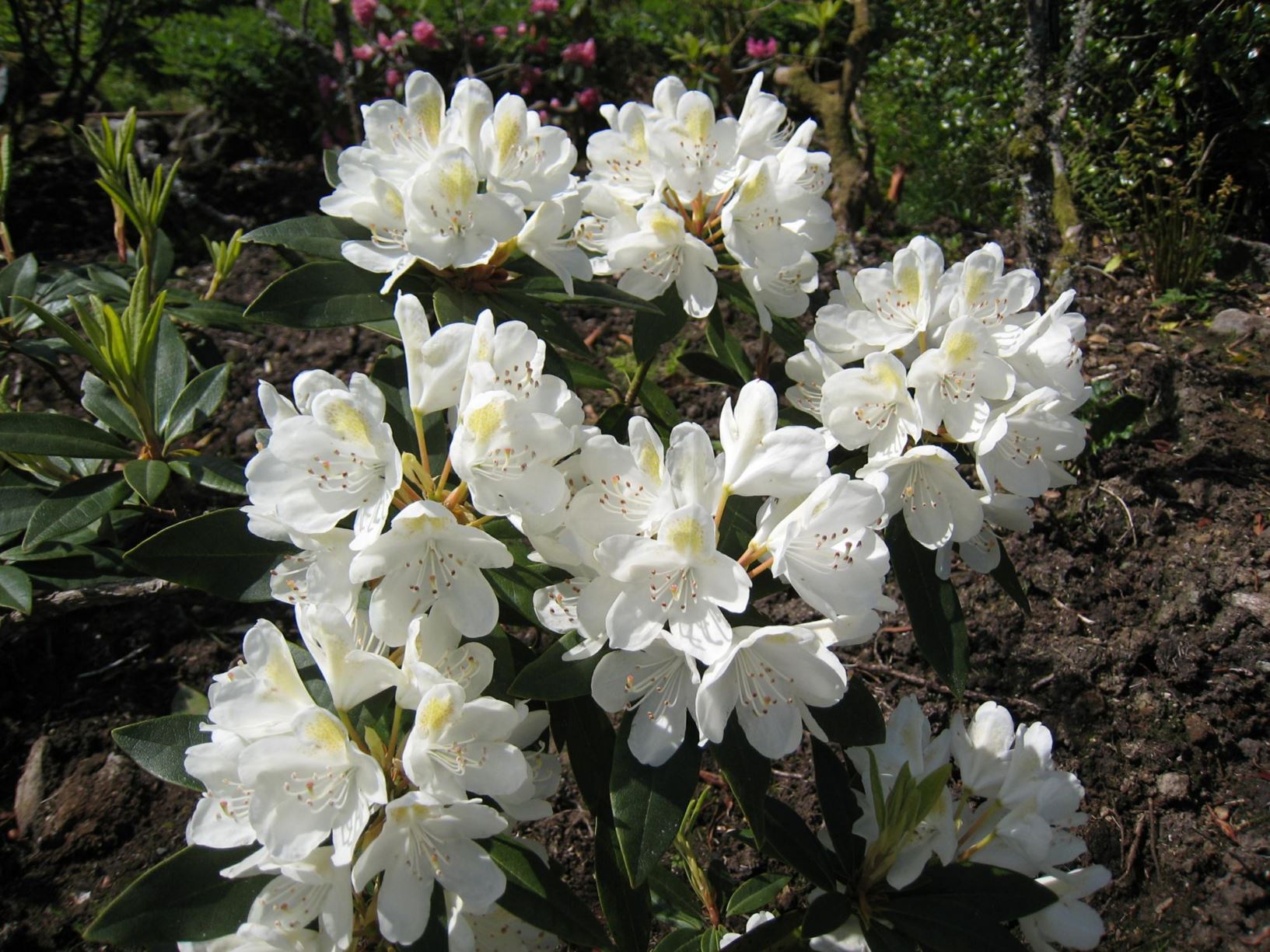 Rhododendron 'Chionoides'