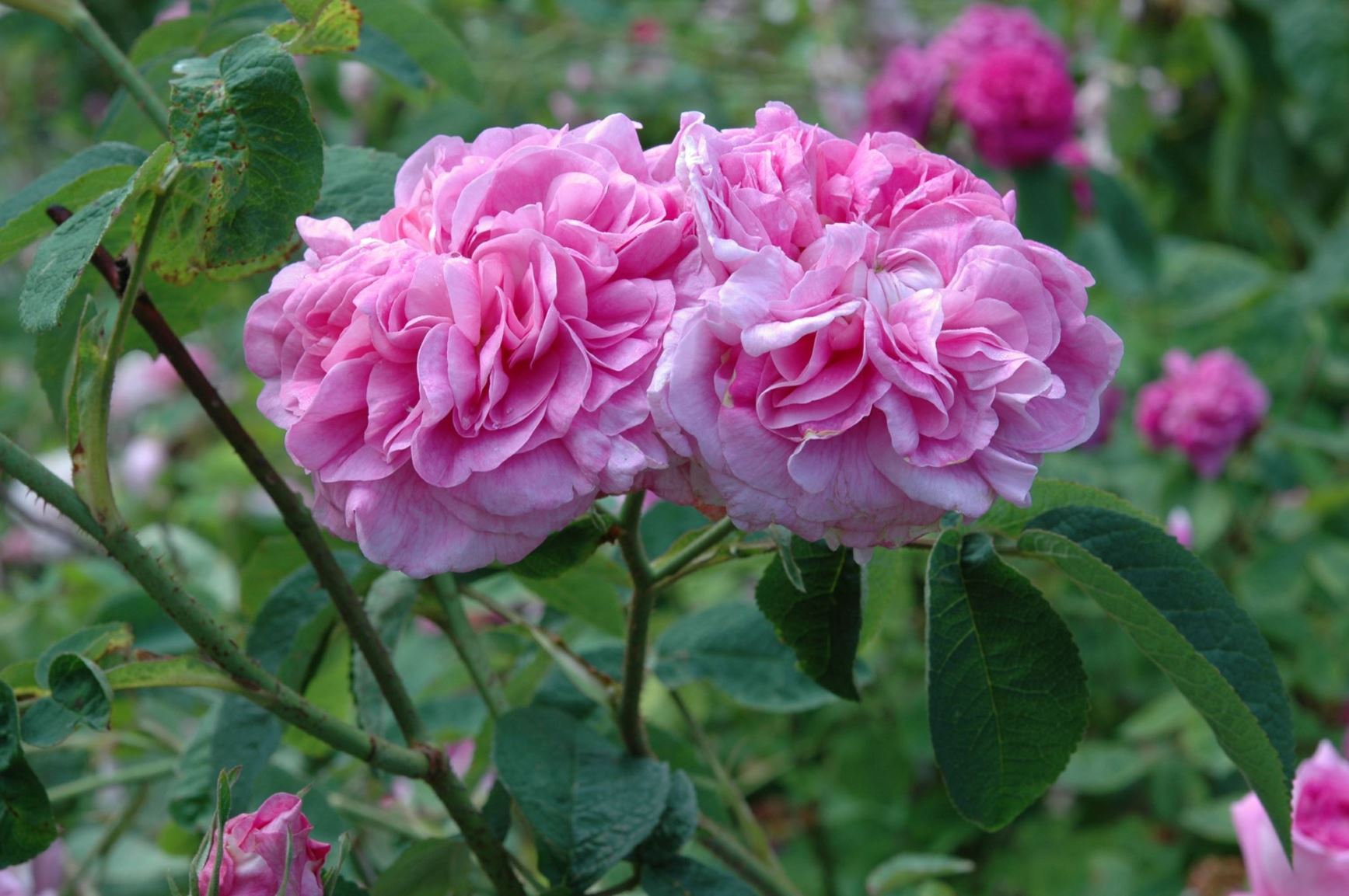 Rosa (Centifolia (C) / Damask (D) Group) 'Marie Louise' - 'Agathe Couronnée', 'Belle Flamande', 'Orphée de Lille'