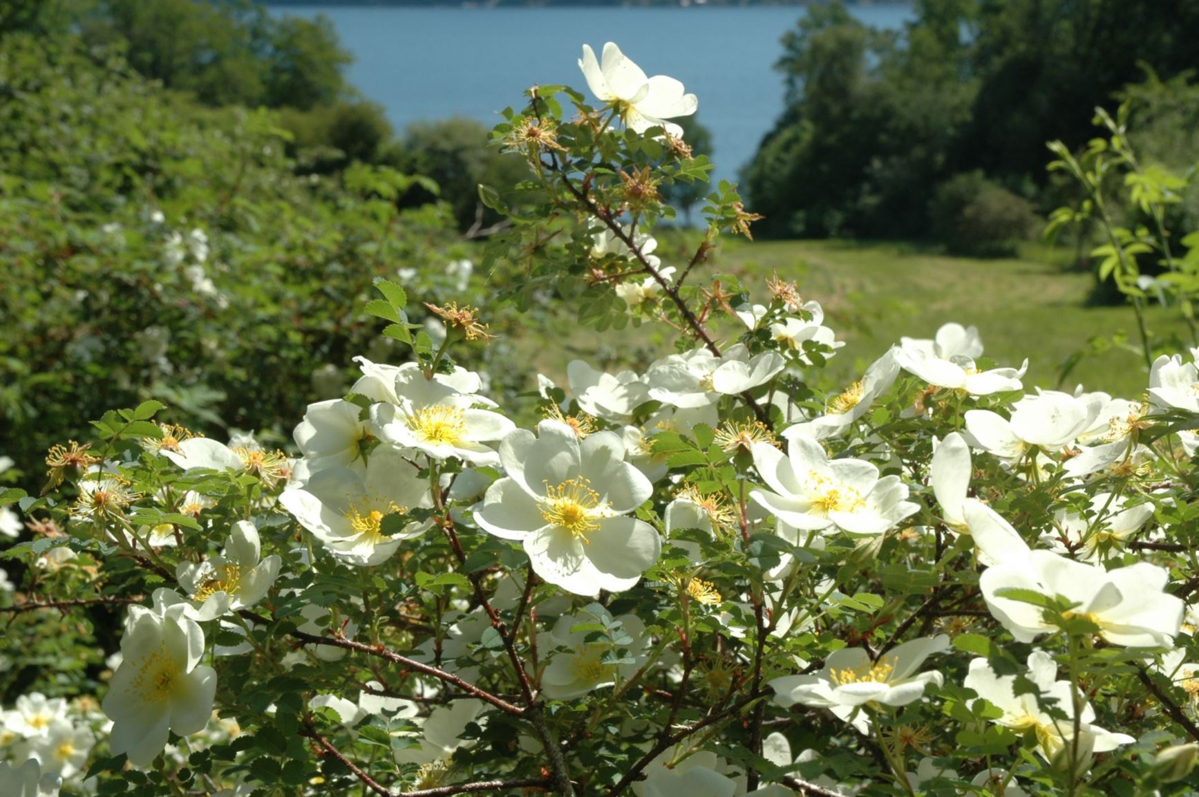 Rosa spinosissima (Pimpinelleroser (HSpn) Group) 'Dunwich Rose'