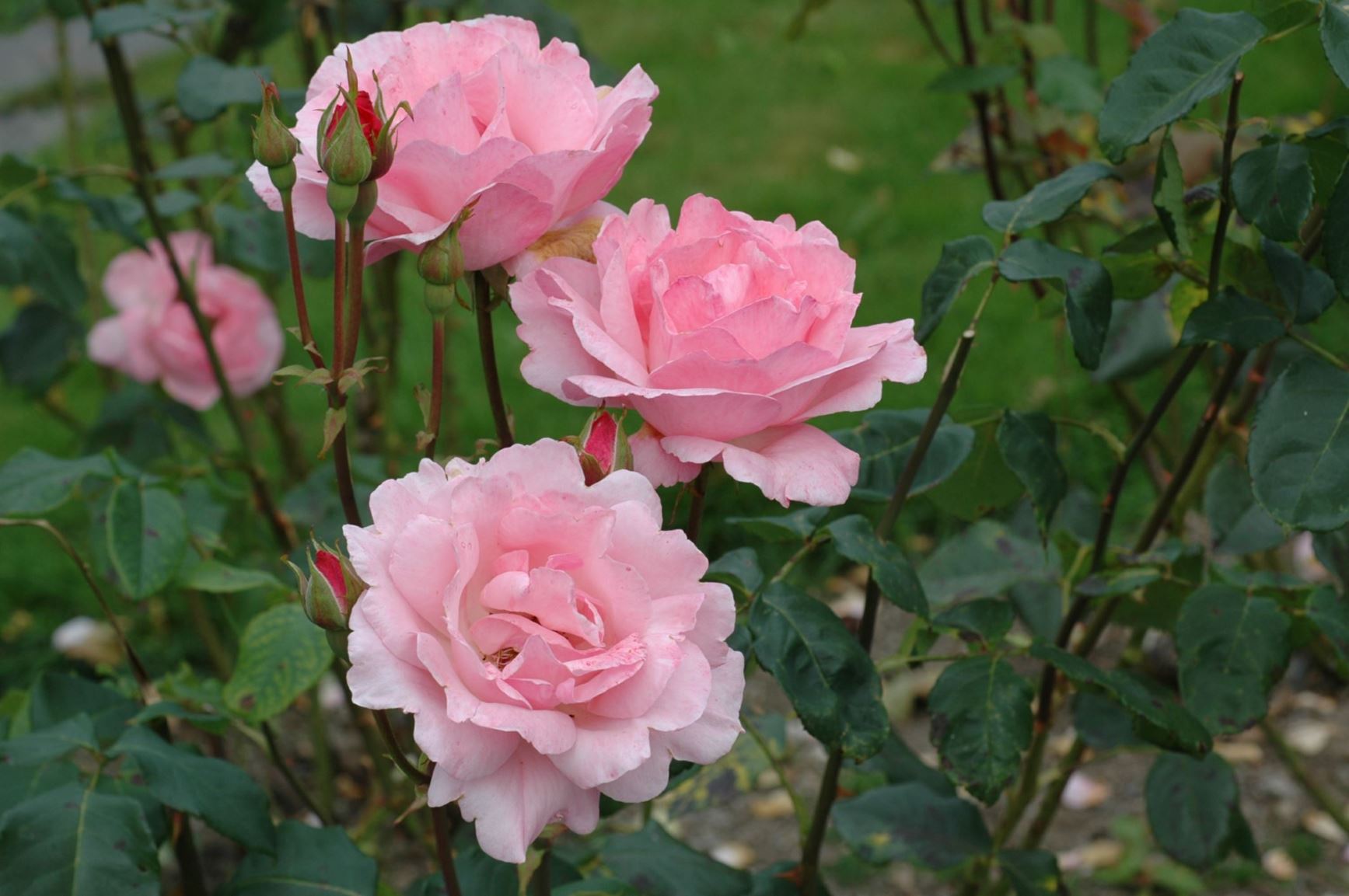 Rosa (Floribunda (F) / Grandiflora Group) 'Queen Elizabeth' - 'The Queen Elisabeth Rose'