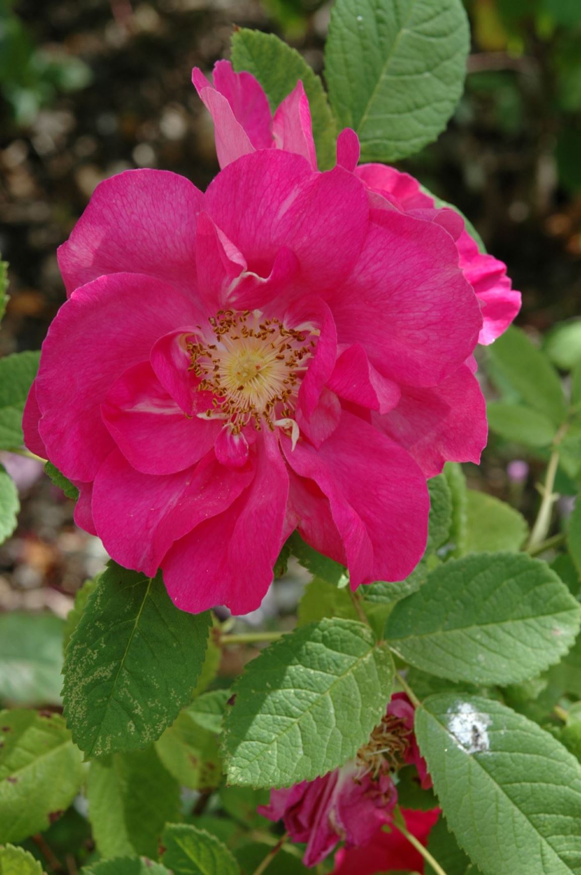 Rosa (Portland (P) Group) 'Portland Rose' - Portlandrosen , 'Portlandica', 'Duchess of Portland'