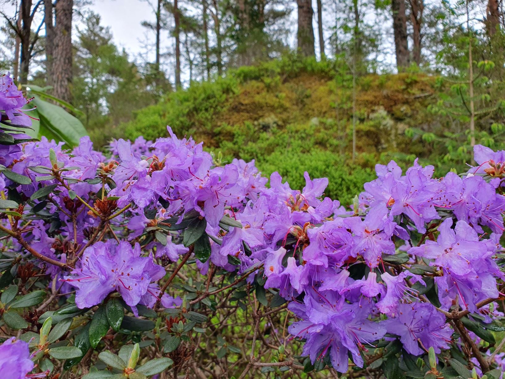 Rhododendron tapetiforme
