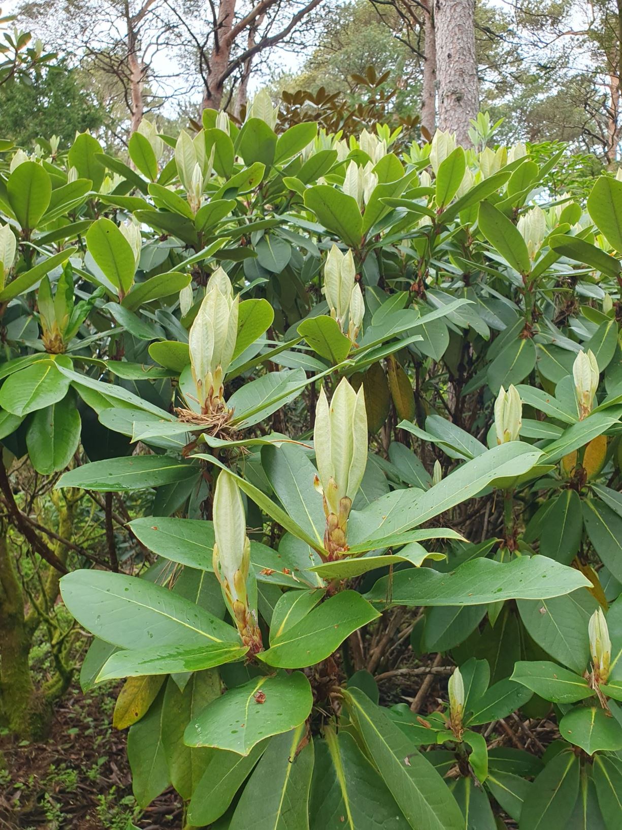 Rhododendron balangense