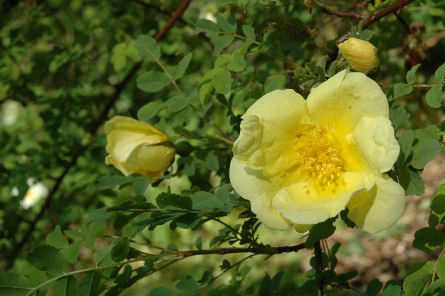 Rosa hugonis - Kinagulrose