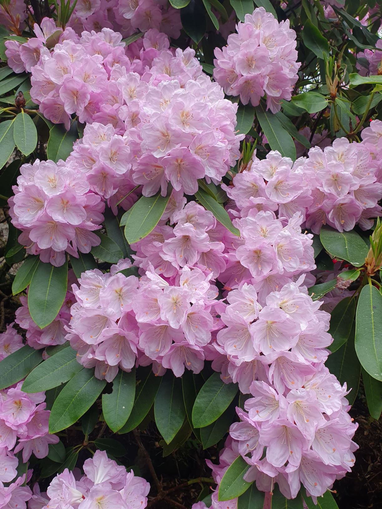 Rhododendron 'Naomi Nautilus'