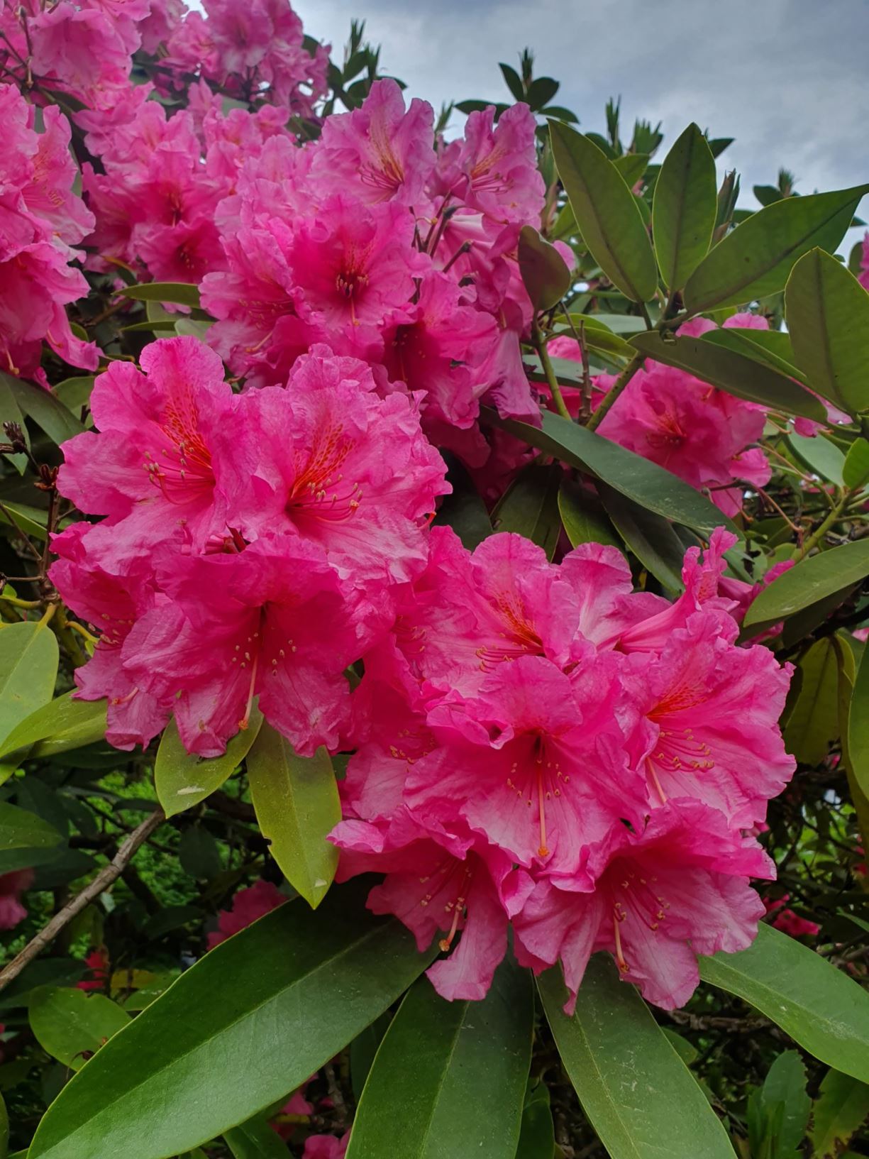 Rhododendron 'Direktör E. Hjelm'