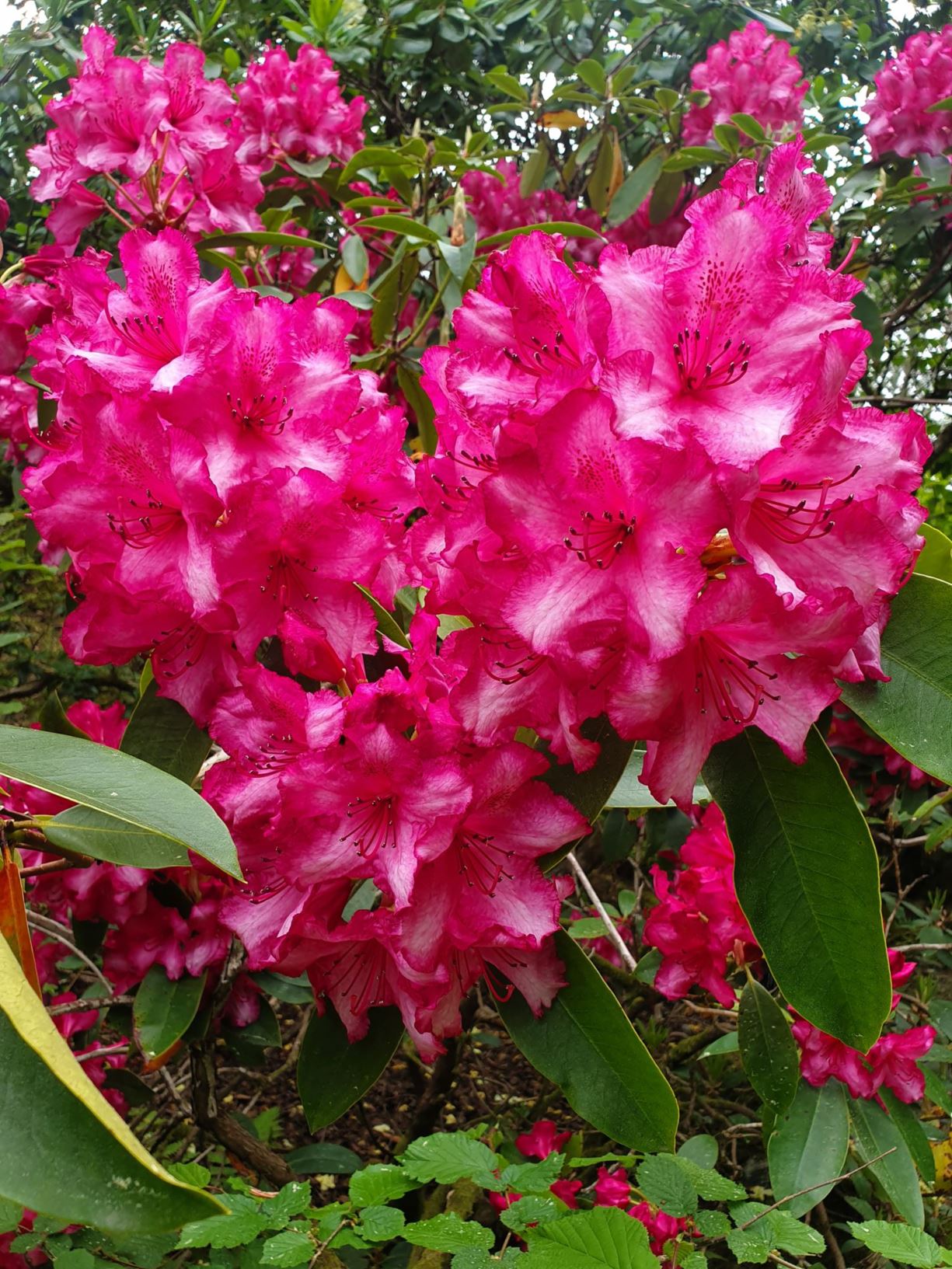 Rhododendron 'Topsvoort Pearl'