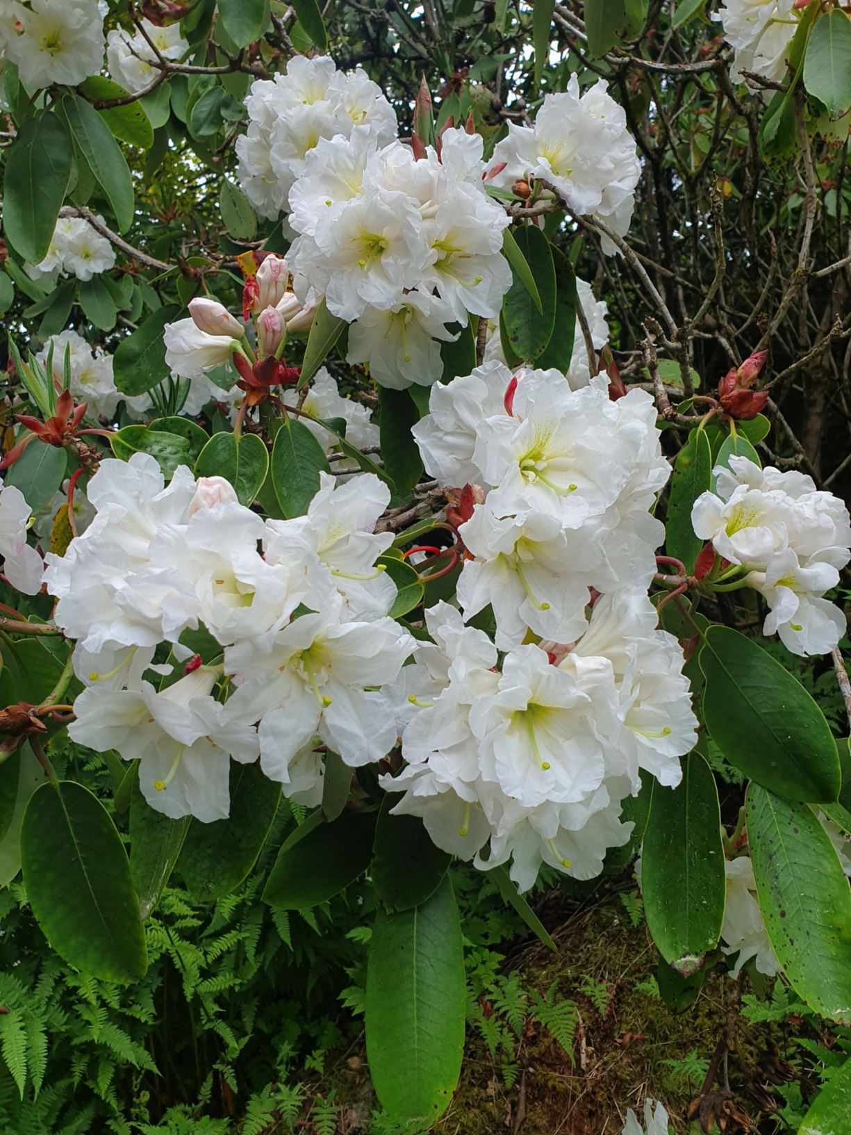 Rhododendron 'Helen Everitt'