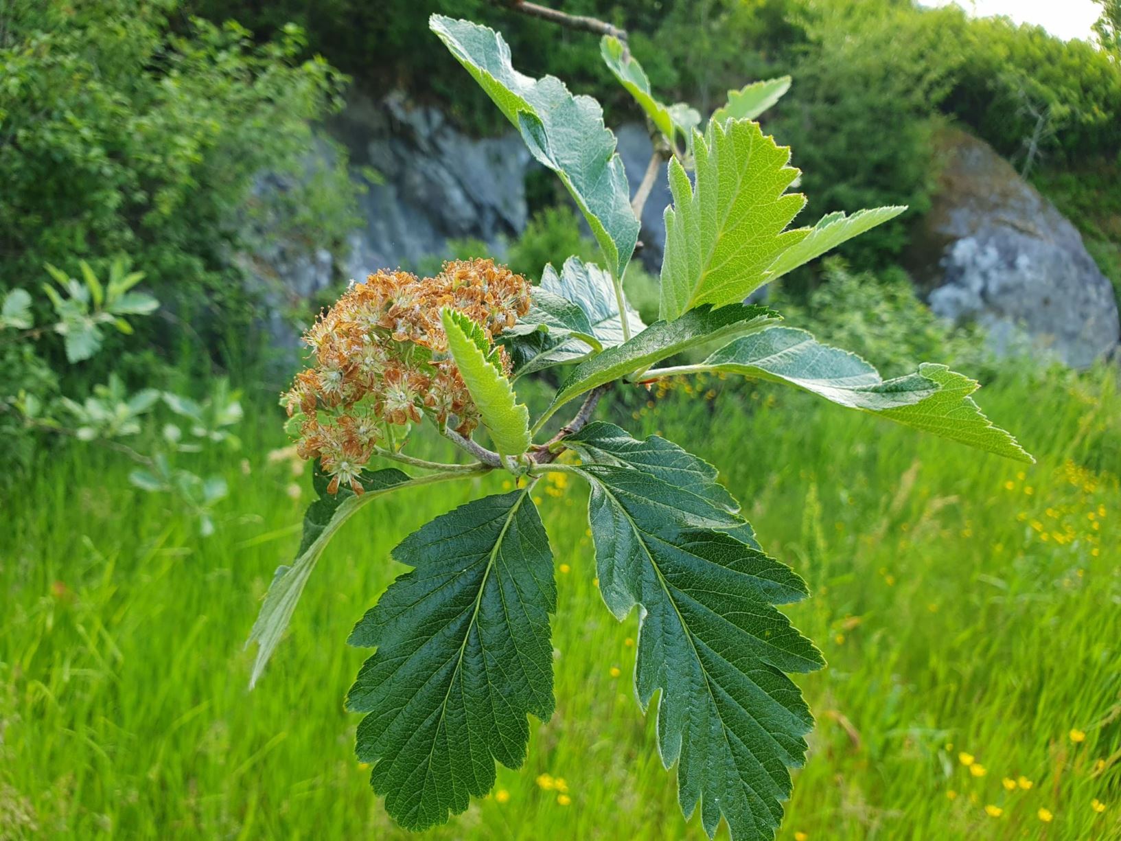 Sorbus subarranensis - Småasal