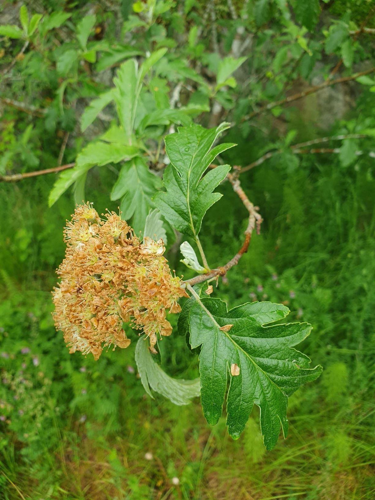 Sorbus neglecta - Nordlandsasal