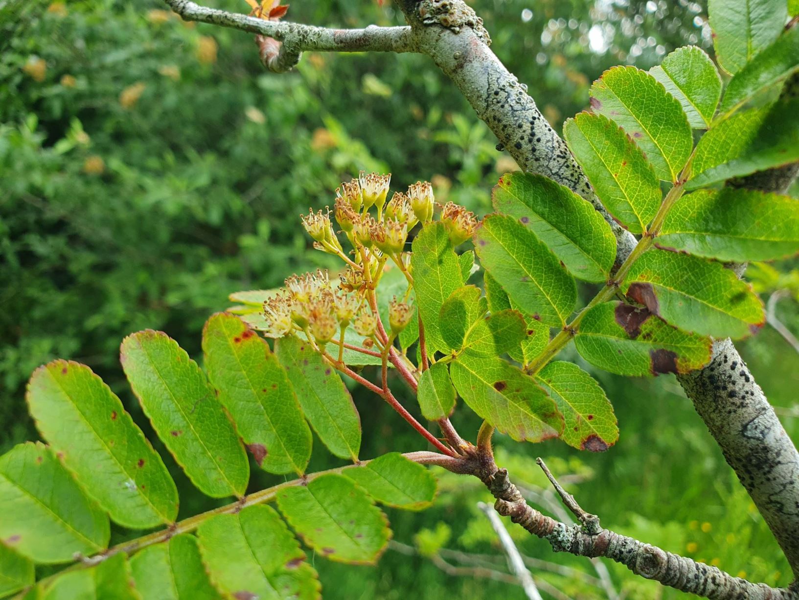 Sorbus poteriifolia - Minirogn