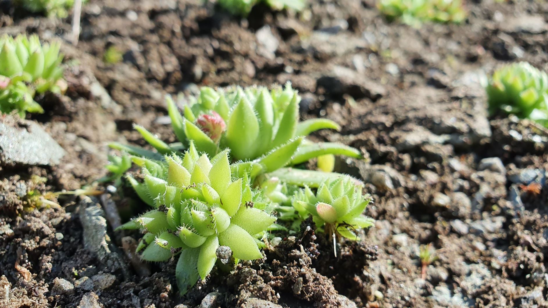 Sempervivum globiferum subsp. hirtum