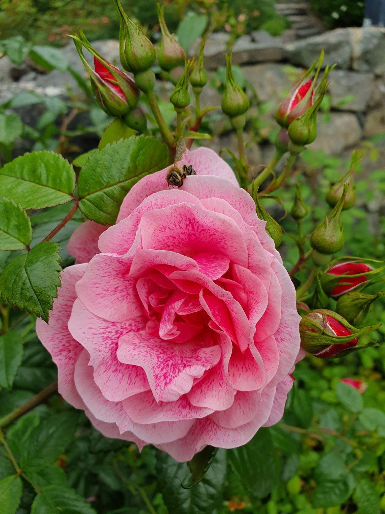 Rosa (Terosehybrider (HT), Grandiflora Group) 'Camelot'