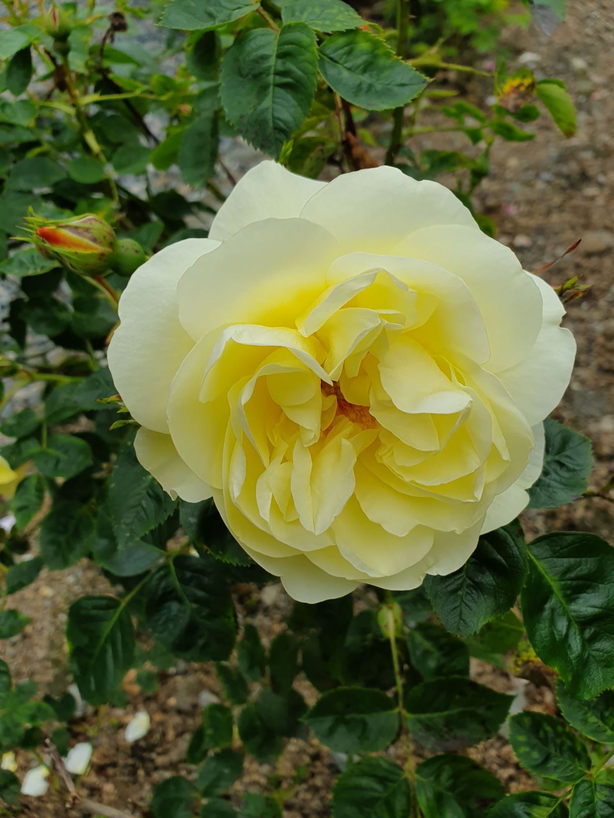 Rosa (Gallica (HGal) Group) 'Northern Yellow'