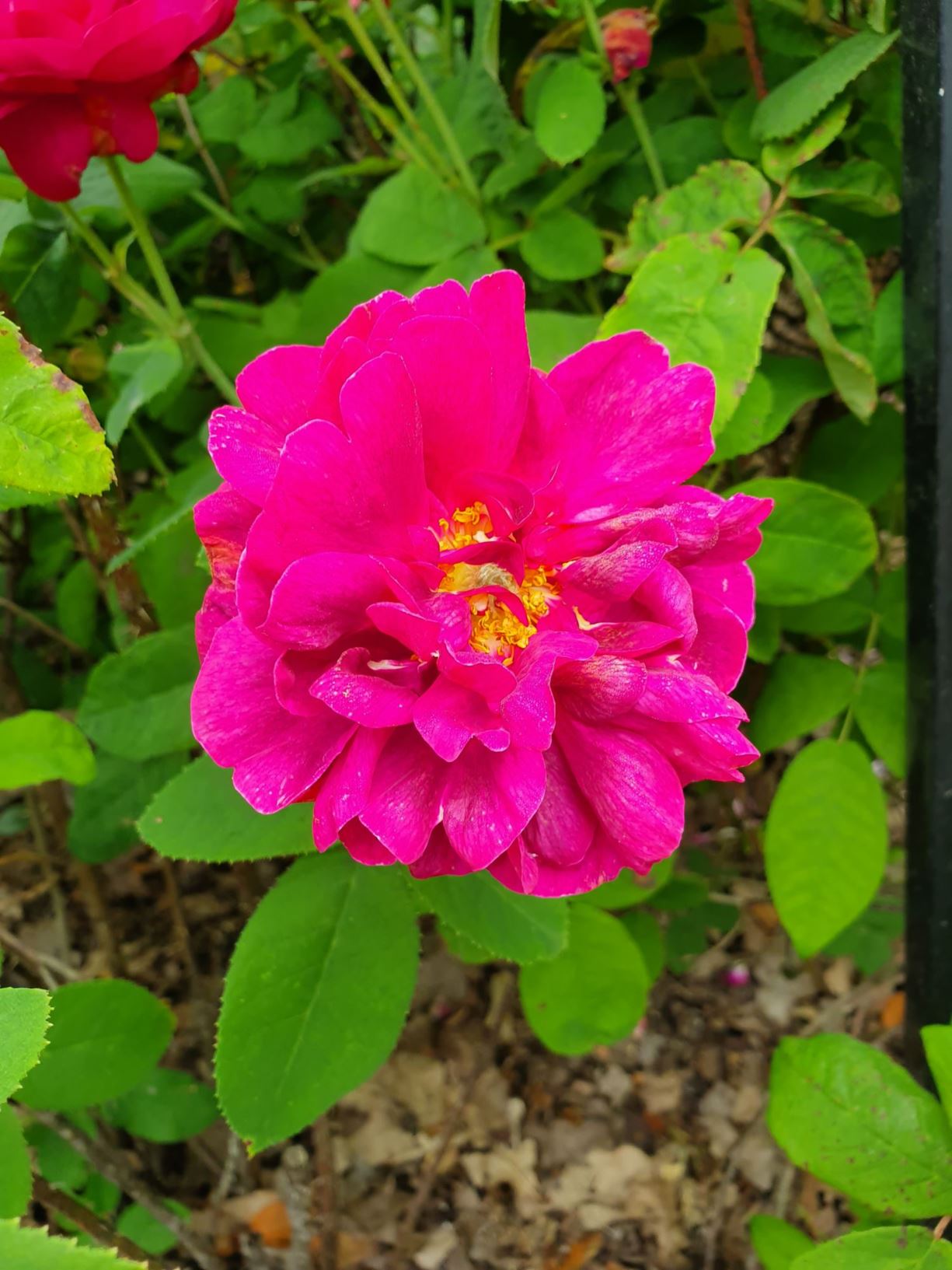 Rosa (Gallica (HGal) Group) 'Conditorum' - Konditorrosen, ungarsk rose, 'Zuckerrose', 'Tidbit Rose'